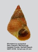 Micrelenchus purpureus (4)